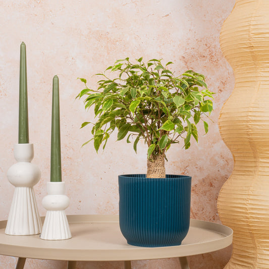 Birkenfeige (Ficus 'Light Green Kinky Stem')