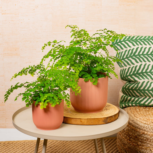 Frauenhaarfarn 'Fragrans'