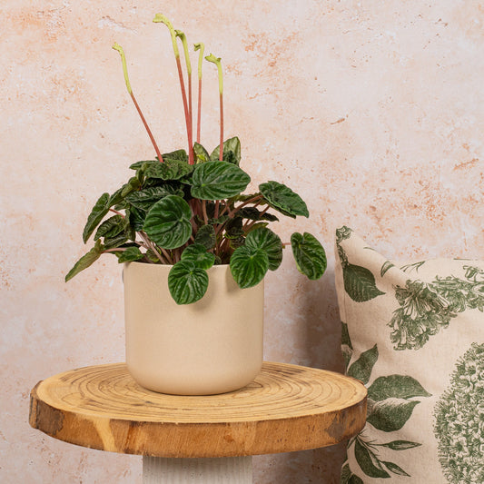 Zwergpfeffer (Peperomia caperata 'Lilian')