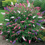 Buddleia 'Dreifarbig'