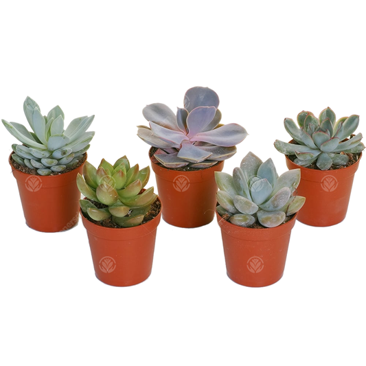 Echeveria-Mix