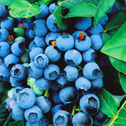 Heidelbeere (Blueberry 'Bluecrop')