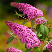 Schmetterlingsflieder 'Pink Delight' (Buddleja)