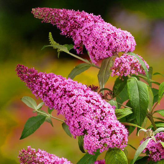 Schmetterlingsflieder 'Pink Delight' (Buddleja)