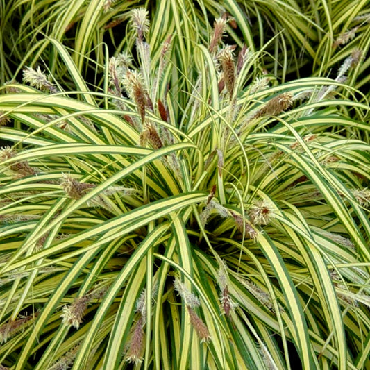 Segge 'Evergold'