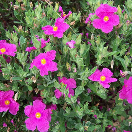 Zistrose 'Sunset'