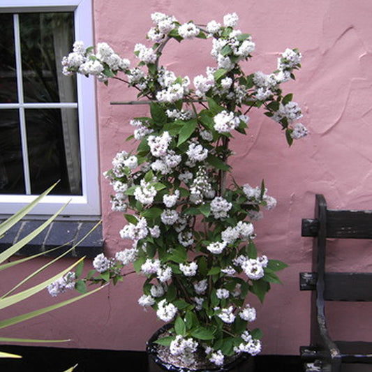 Deutzie 'Mont Rose'