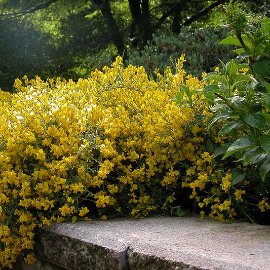 Ginster 'Lydia' (Genista)