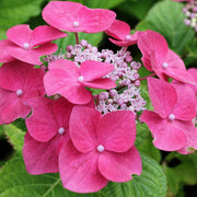 Hortensie 'Teller Pink' (Hydrangea)