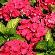 Hortensie 'Teller Red' (Hydrangea)