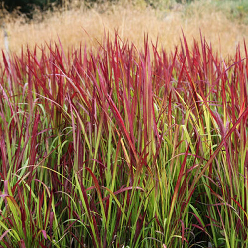 Japanisches Blutgras 'Red Baron'