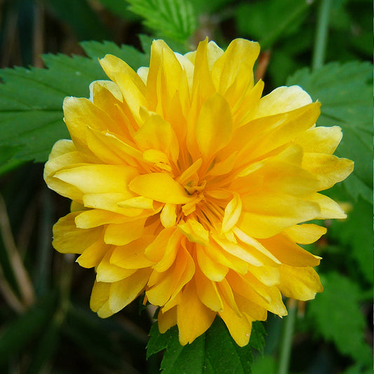 Gefüllte Ranunkelstrauch (Kerria 'Pleniflora')