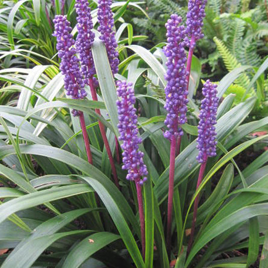 Lilientraube 'Moneymaker'