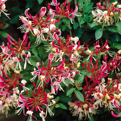 Waldgeißblatt 'Belgica' (Lonicera)