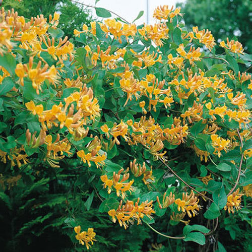 Geißblatt (Lonicera x tellmanniana)