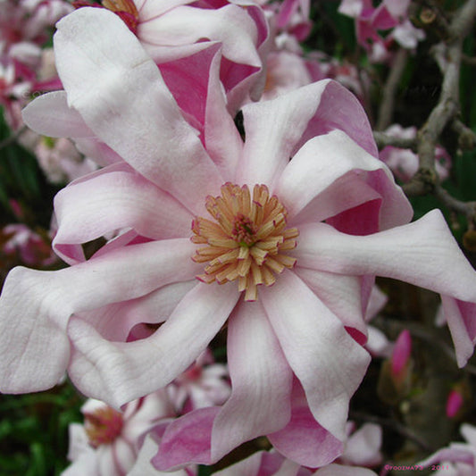 Magnolie 'Rosea'