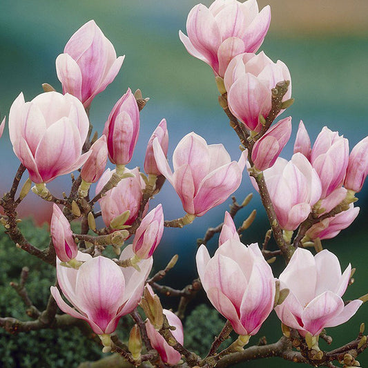 Tulpen-Magnolie (Magnolia x soulangeana)