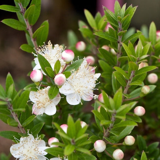 Tarentiner Myrte (Myrtus communis subsp. tarentina)