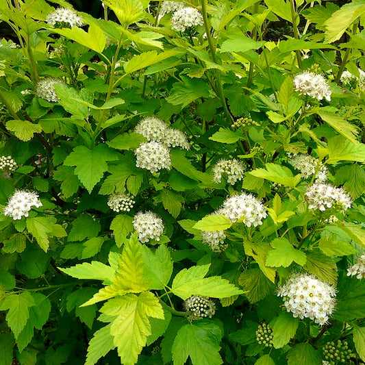 Fasanenspiere 'Dart's Gold' (Physocarpus)