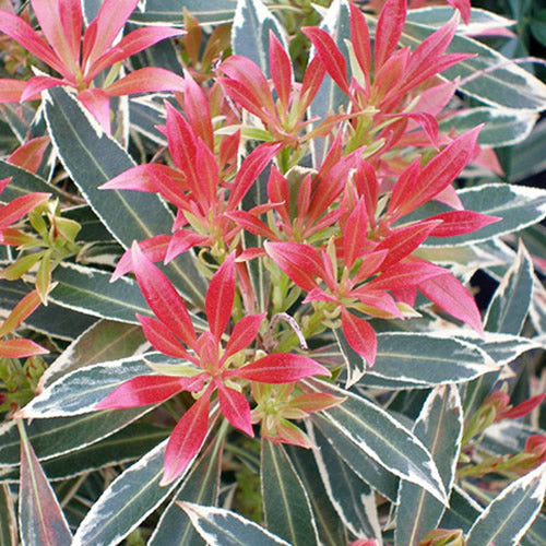 Pieris ‚Flaming Silver‘