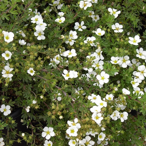 Fingerstrauch 'Abbotswood'