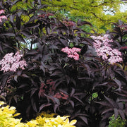 Schwarzer Holunder 'Black Beauty'
