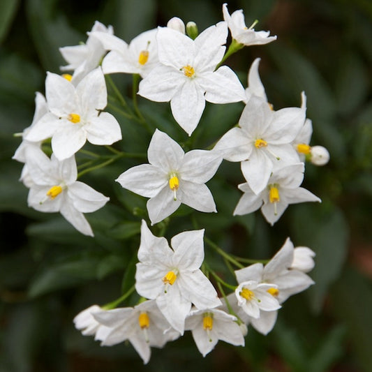 Sommer-Jasmin 'Album' (Solanum)