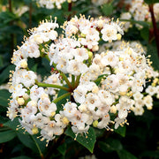 Mittelmeer-Schneeball 'French White' (Viburnum)