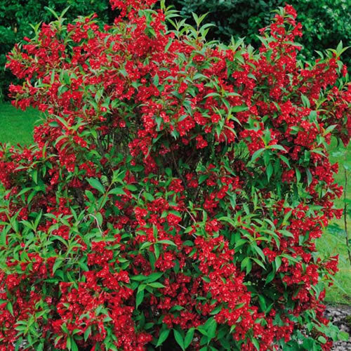 Weigelie 'Red Prince'