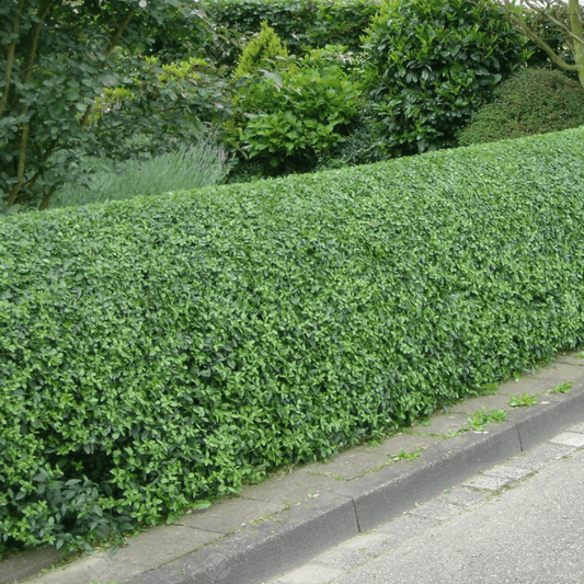 Privet Green Hedge