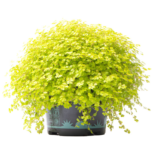 Bubi-Köpfchen 'Helxine Yellow' (Soleirolia)