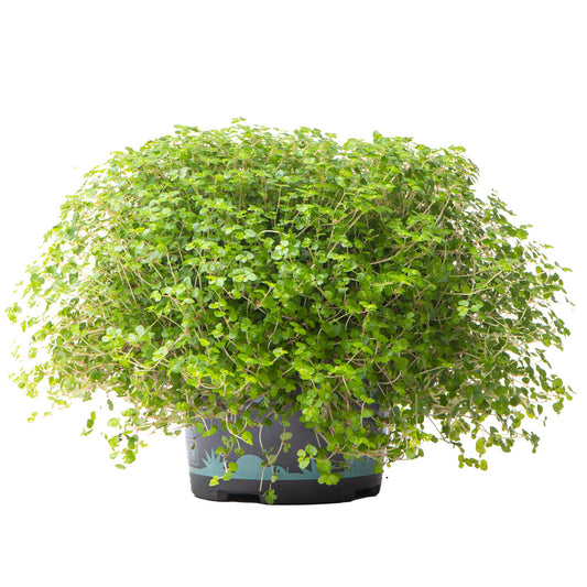 Bubi-Köpfchen 'Helxine Green' (Soleirolia)