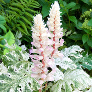 Akanthus 'Whitewater' (Acanthus)