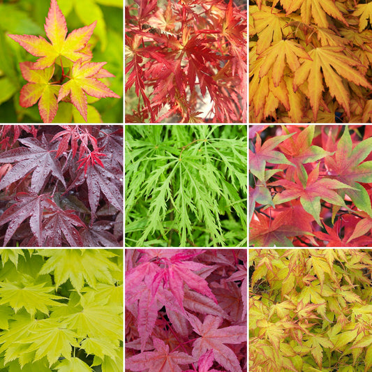 Japanischer Ahorn-Mix (Acer)