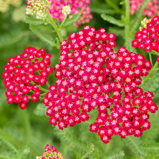 Gemeine Schafgarbe 'New Vintage Red' (Achillea)