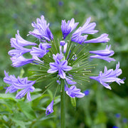 Schmucklilie 'Charlotte'
