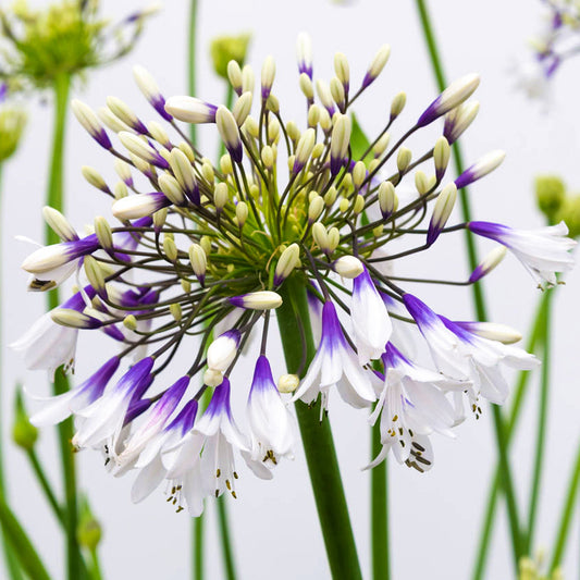 Agapanthus 'Fireworks'