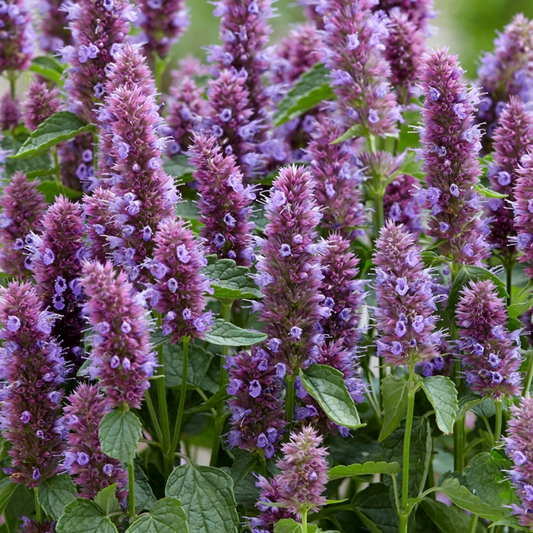 Duftnessel 'Beelicious Purple'