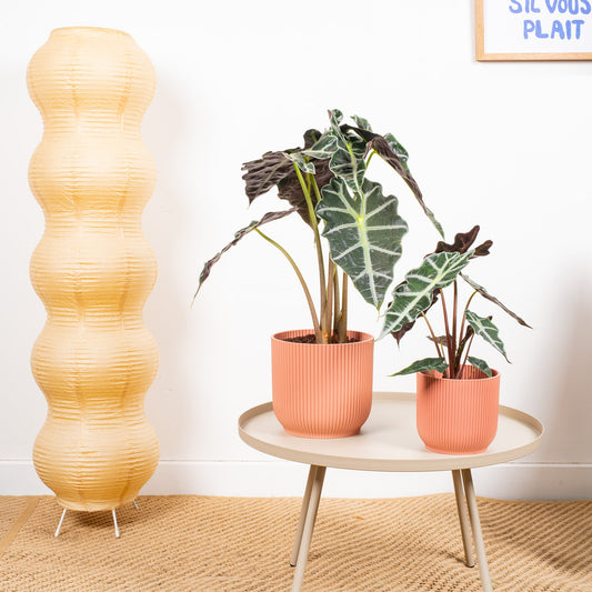Alocasia 'Polly' (Pfeilblatt)