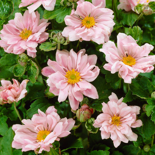Windröschen 'Queen Charlotte'