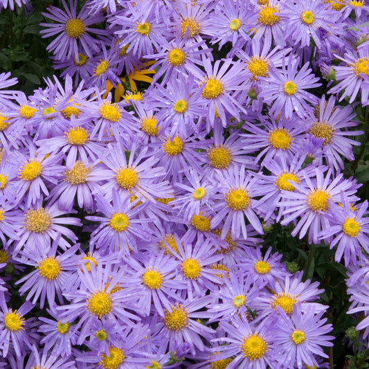 Aster 'Monch'