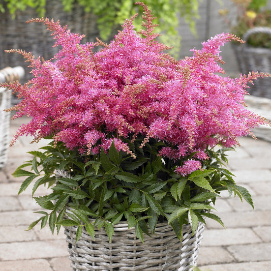 Prachtspiere (Astilbe 'Short 'n' Sweet Raspberry')