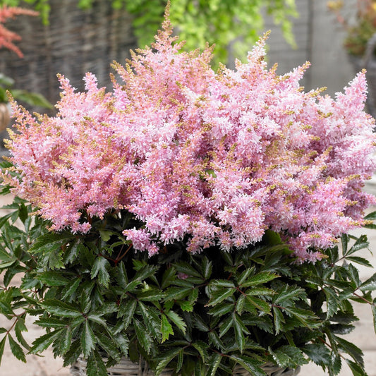 Prachtspiere (Astilbe 'Short 'n' Sweet Sugarberry')