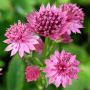 Große Sterndolde (Astrantia 'Roma')