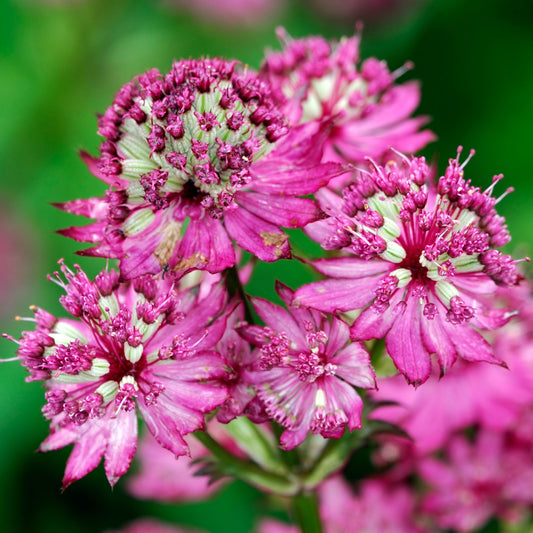 Große Sterndolde (Astrantia 'Star of Beauty')