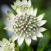Große Sterndolde (Astrantia 'Star of Billion')