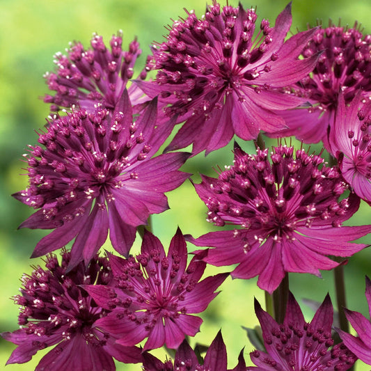 Große Sterndolde (Astrantia 'Venice')