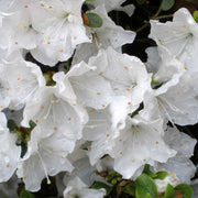 Japanische Azalee 'White'