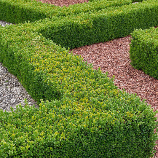 Buchsbaum-Hecke (Buxus sempervirens)