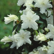Azalee 'Geisha White'